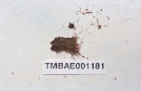 藏品(狹葉並齒苔)的圖片